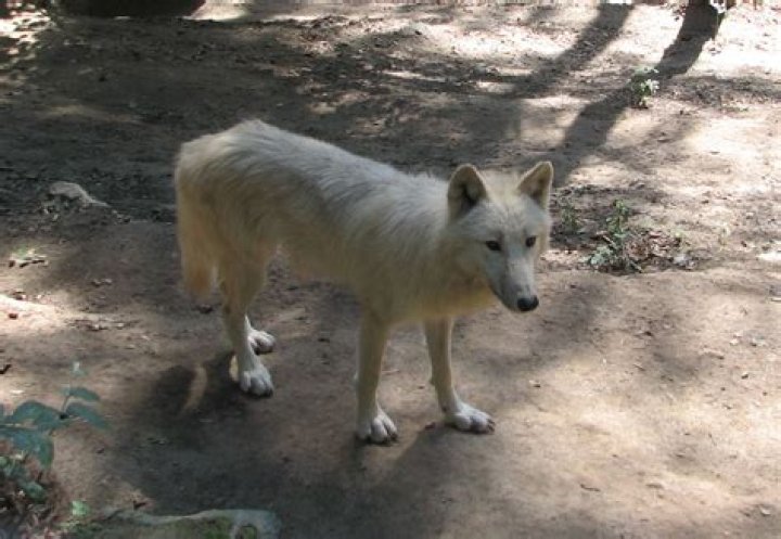 10 Hudson Bay Wolf Facts
