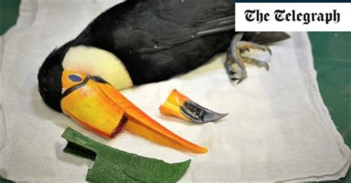 3D printer comes to the rescue for forlorn toucan with broken beak