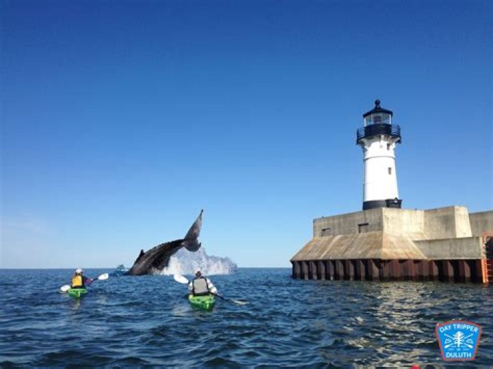 Are there killer whales in Lake Superior?