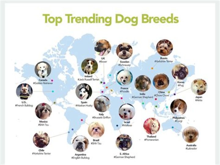 Buffpup Face: Unveiling the Internet’s Favorite Dog