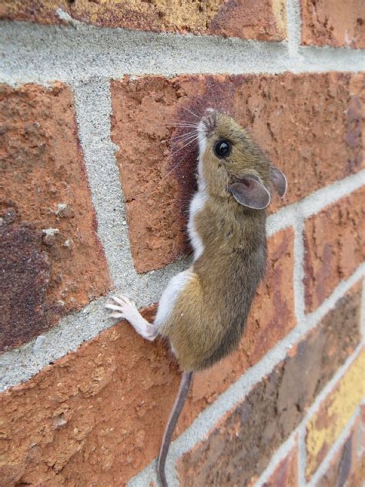 Can mice get in through a dryer vent? ·