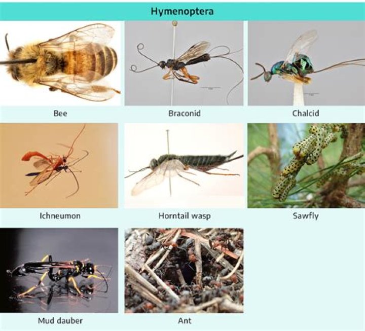 Do They Dine On Insects?