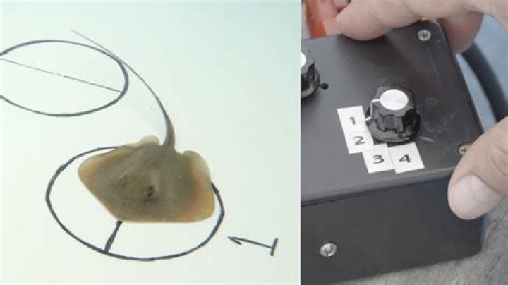 How Do Sharks and Rays Use Electricity to Find Hidden Prey? ·