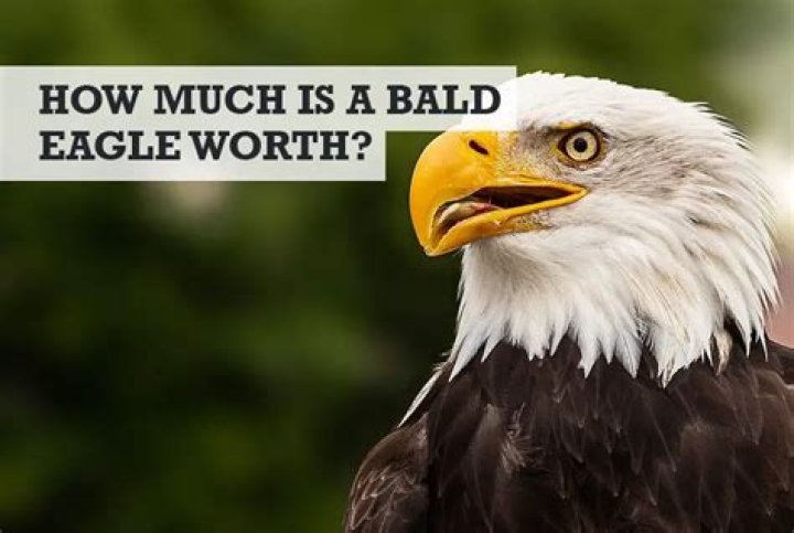 How Much Does a Bald Eagle Cost?
