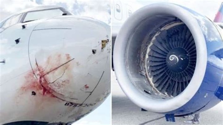 Plane carrying NBA stars makes an emergency landing after it flew into a flock of birds ·