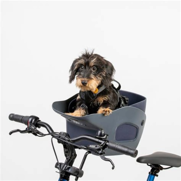 Uncover The Secrets Of Safe And Enjoyable Dog Bike Rides With Our 30-Pound Carrier Guide