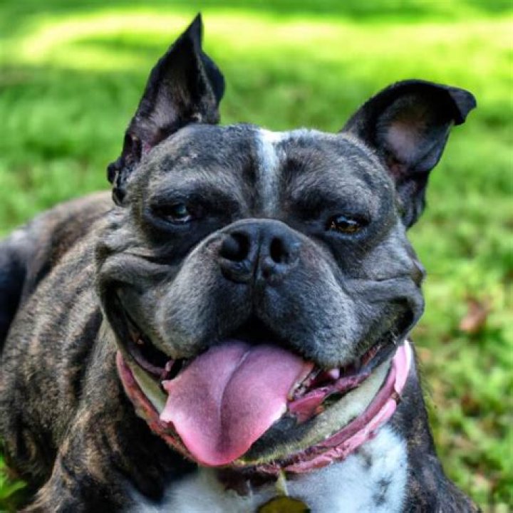 Unveiling The Enchanting World Of Great Dane French Bulldog Mixes