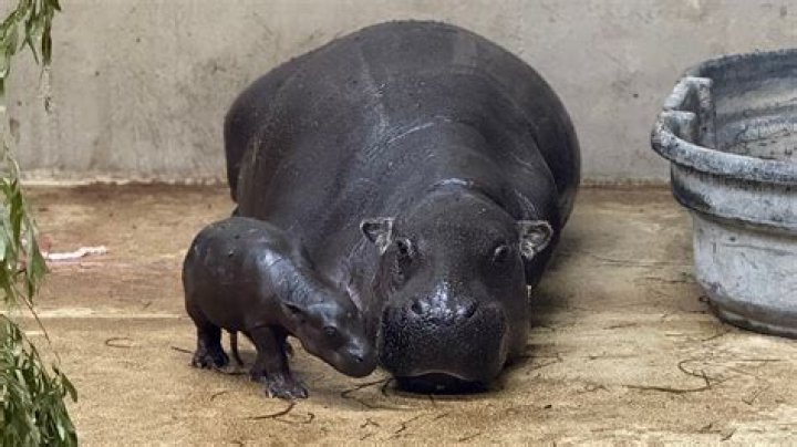 Unveiling The Hippo And Down Syndrome Connection: Insights And Discoveries