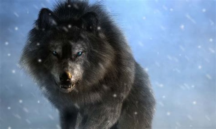 What age do Wolves go into heat? |