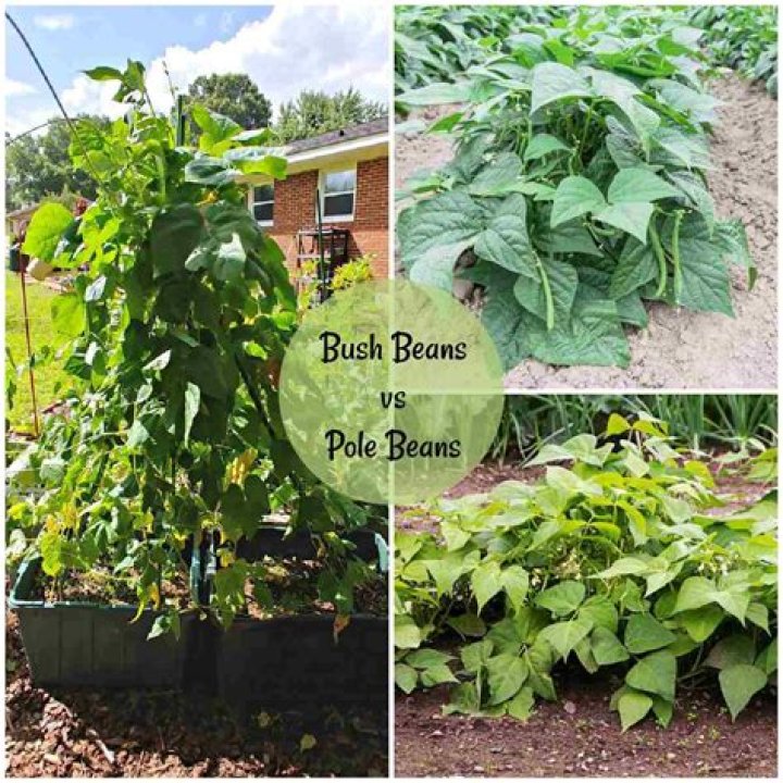 What Happened to the Bush Beans Guy? Is Jay Bush Still Alive? ·
