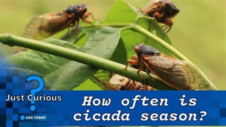 You Can Catch More Than Cicadas in 'ACNH' With July's New Bugs and Fish